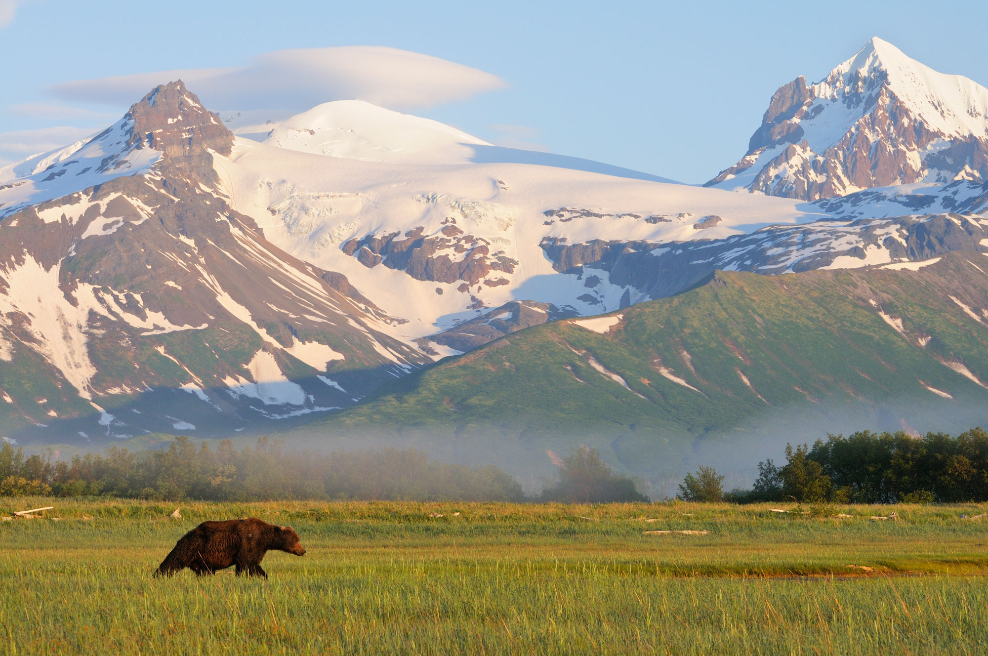 Hallo Bay, Katmai National Park and Preserve is home to many brown bears. Expeditions Alaska