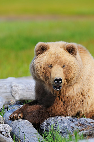 Alaska photo tour Coastal brown bear photo tour Katmai National Park, Alaska.