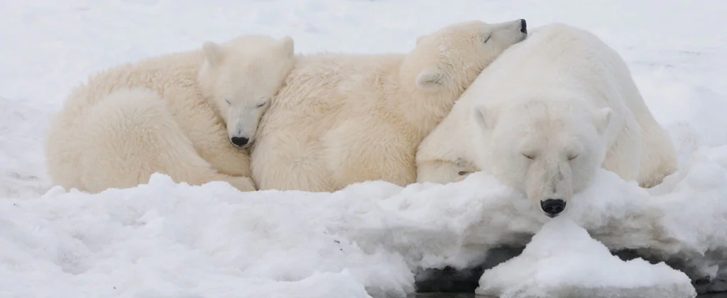 polar bear cubs sleeping with their mother. ANWR, Alaska.