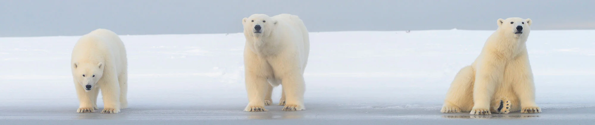 Polar bear sow and her cubs on ice, Alaska.