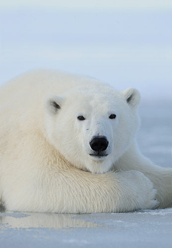 Alaska photo tours Polar bear on ice, ANWR, Alaska.