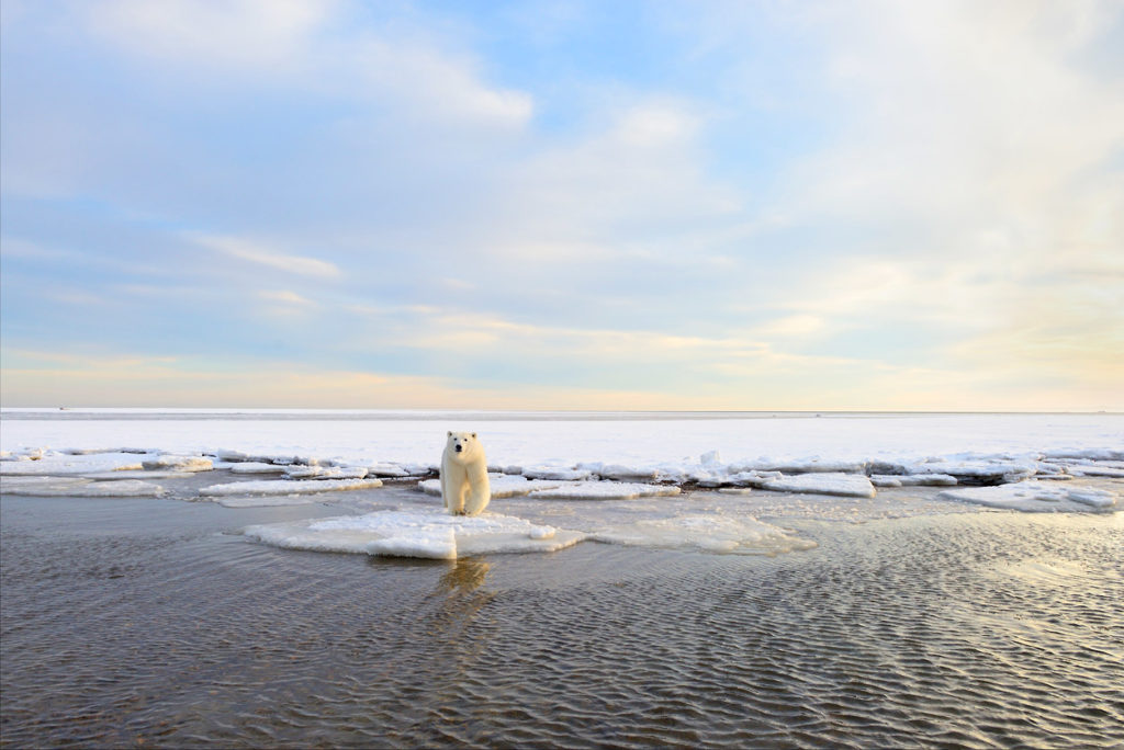 Polar bear on shore of Beaufort Sea, ANWR trips, Arctic National Wildlife Refuge, Alaska.