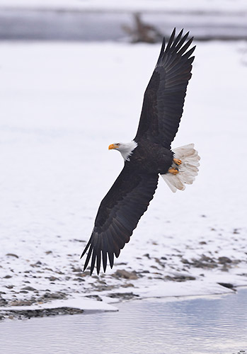 Alaska Photo Tours Photo of Bald eagle in flight, Alaska.