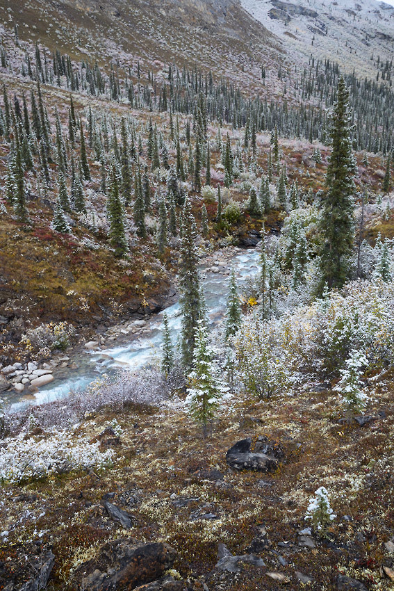 Backpacking trips in Gates of the Arctic National Park, snow-covered boreal forest, Alaska.