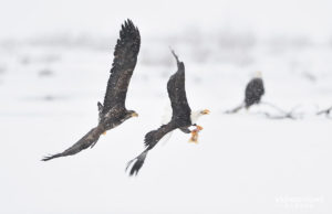 Juvenile bald eagle chases an adult to snatch a salmon, Chilkat eagle preserve, Alaska.
