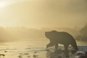 Backlit brown bear fishing for salmon, Katmai National Park, Alaska.