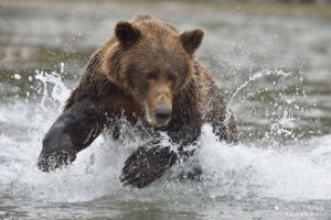 Brown bear fishing for salmon, Katmai National Park, Alaska.