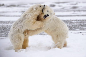 Polar bear cubs wrestling, Arctic National Wildlife Refuge, Alaska.