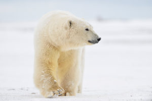 Adult polar bear, ANWR, Alaska.