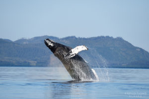 Humpback whale breach, Prince William Sound, Alaska.