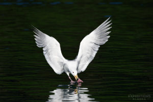 Gull fishing in Prince William Sound, Alaska.