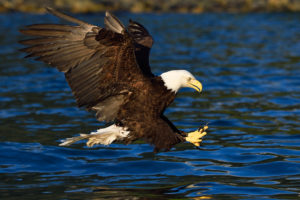 Bald eagle fishing, Prince William Sound, Alaska.