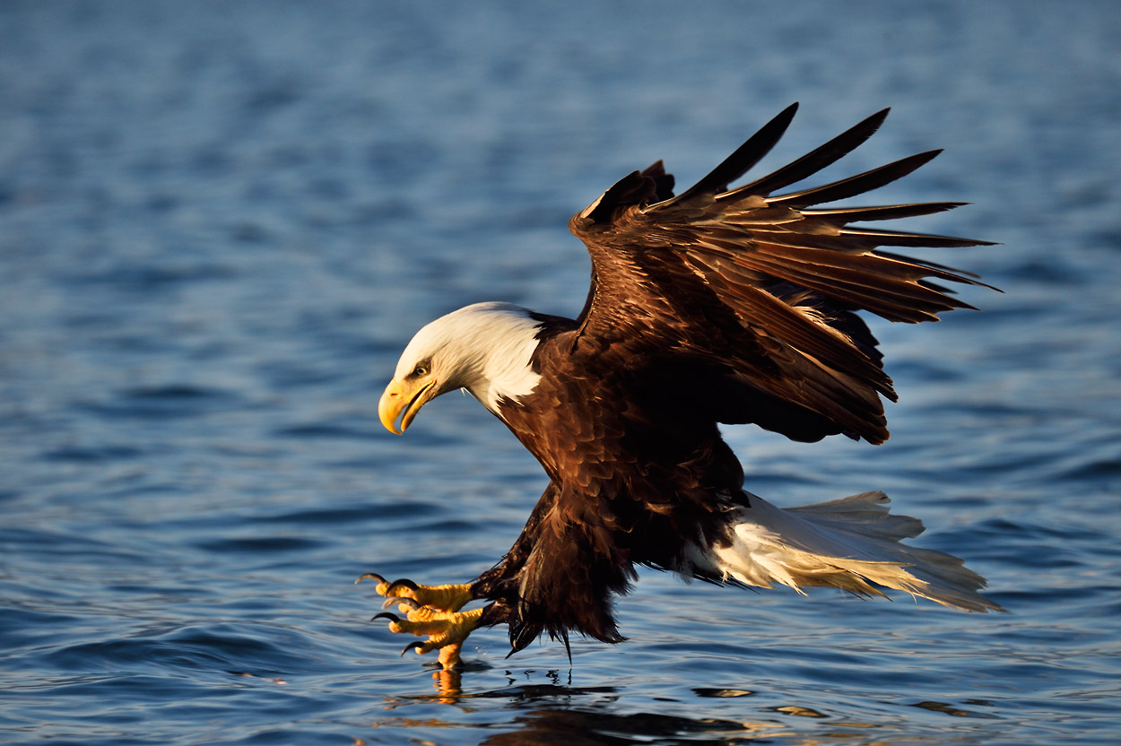 Bald eagle Prince William Sound, Alaska.