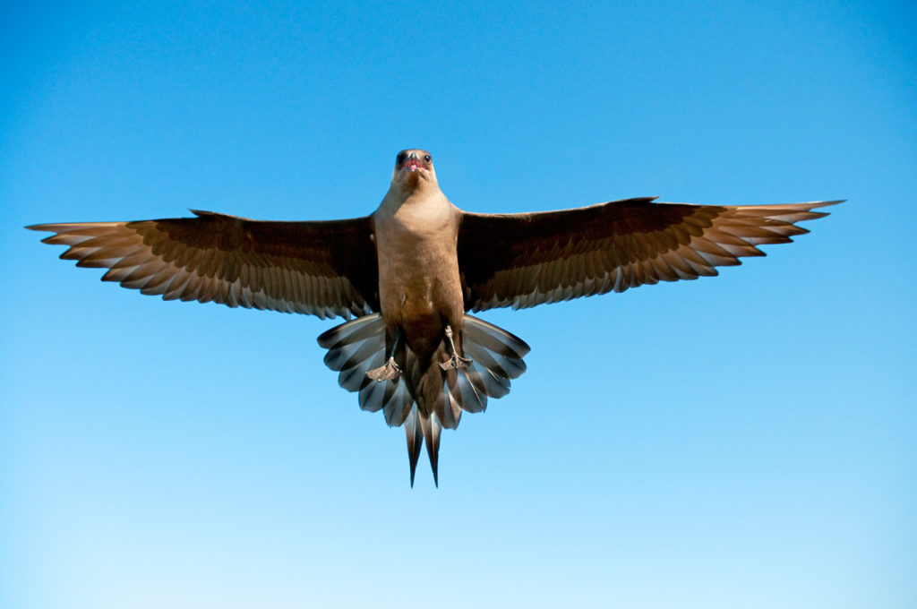 Jaeger in flight, Arctic National Wildlife Refuge, ANWR, Alaska.