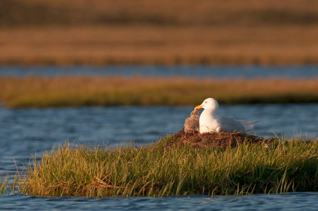 Gull and chick on coastal plain, Section 1002, ANWR, Arctic national Wildlife Refuge Photos, Alaska.