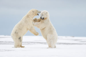 Two adult polar bears wrestle, ANWR, Alaska.