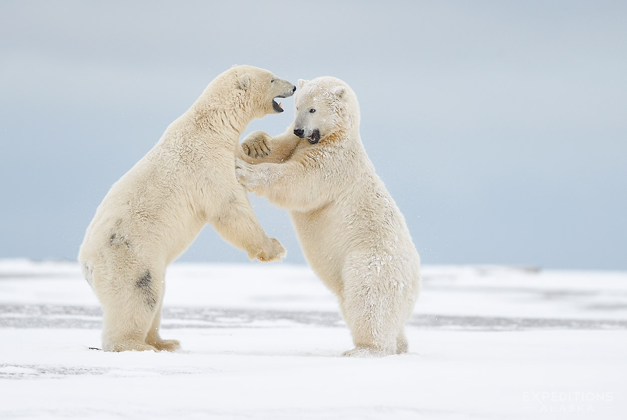 Two adult polar bears wrestle, ANWR, Alaska. 