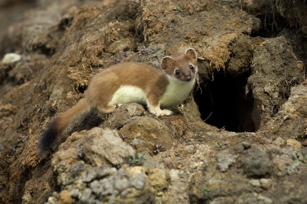 ANWR trip photos short-tailed weasel, Arctic National Wildlife Refuge, Alaska.