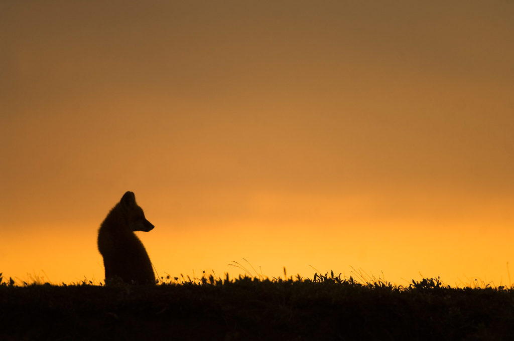 ANWR trip photos red fox Arctic National Wildlife Refuge, Alaska.