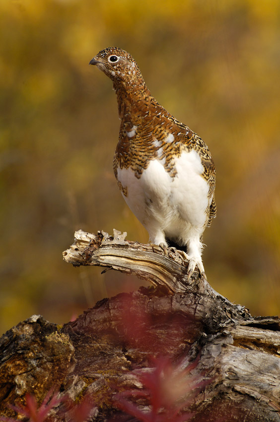 Landscapes photo tours Alaska Willow ptarmigan, fall plumage, Alaska photo tours, Wrangell-St. Elias National Park, Alaska.