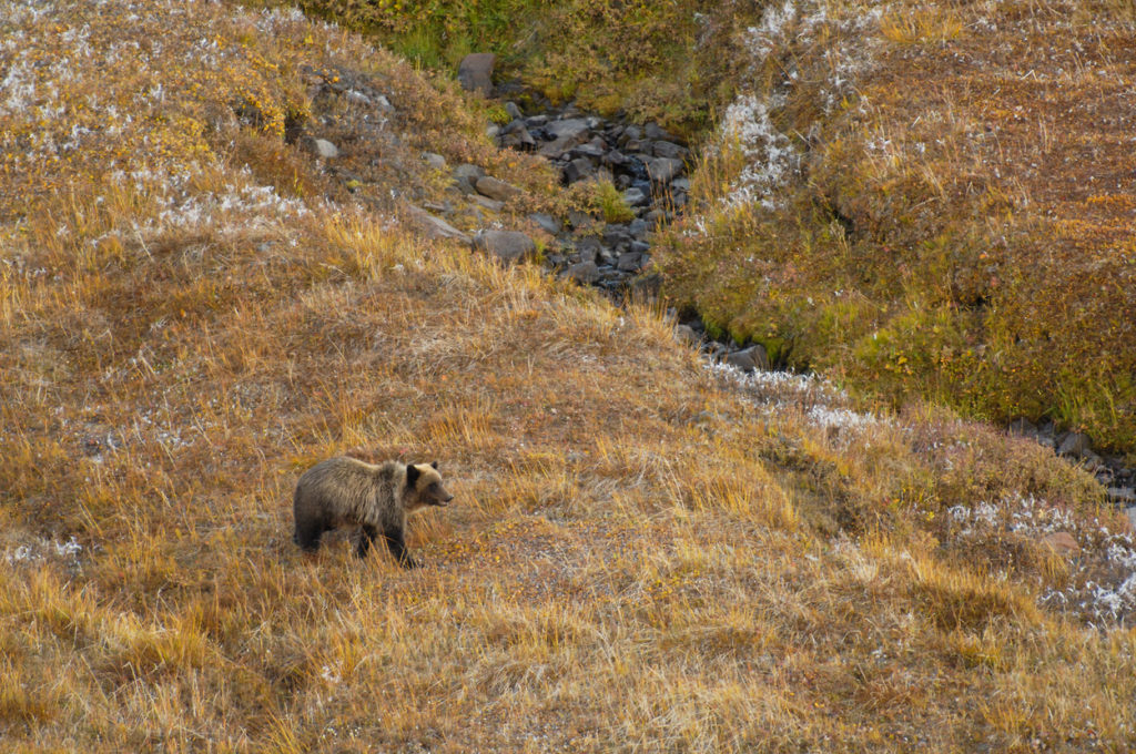 Young grizzly bear at Chitistone Pass, Wrangell-St. Elias National Park, Goat Trail backpacking trip, Alaska.
