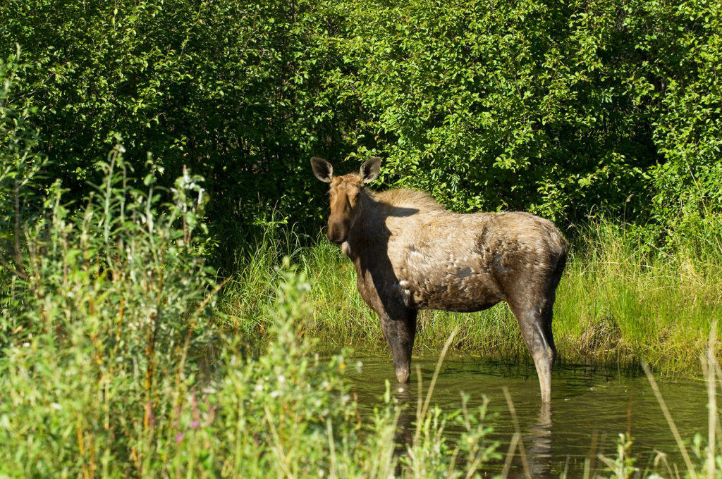 Sanford Plateau backpacking trip Moose in forest Wrangell-St. Elias National Park, Alaska.