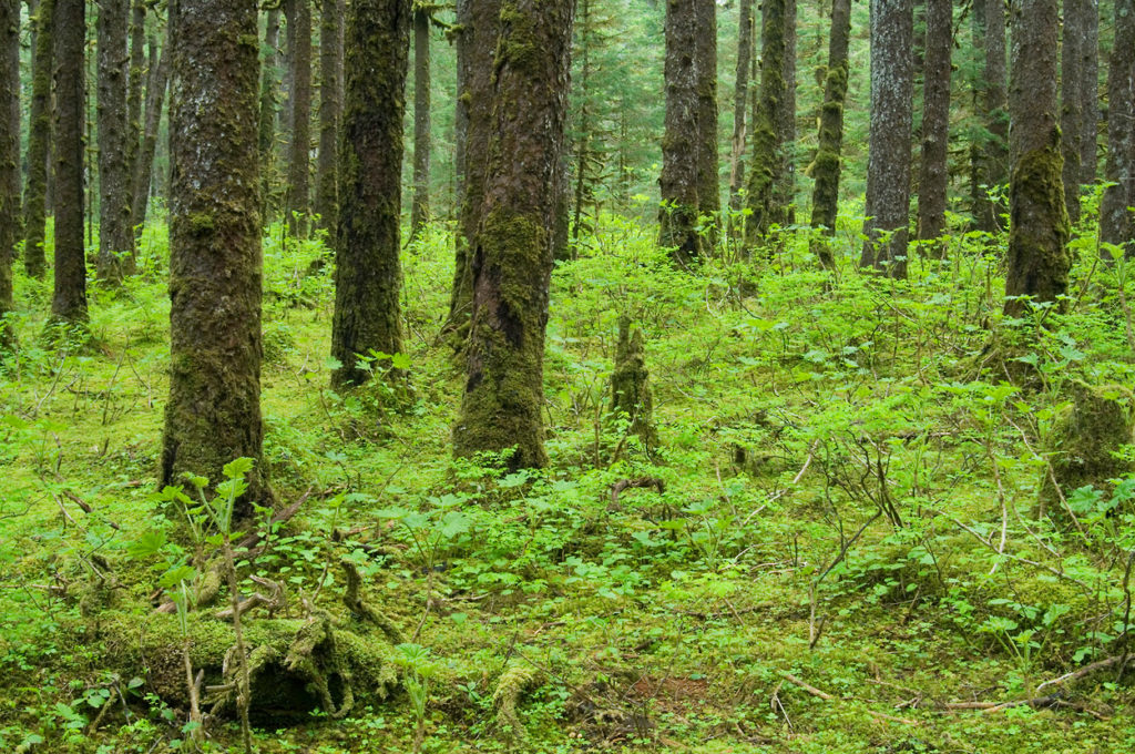 Temperate rainforest on lost Coast backpacking trip, Wrangel - St. Elias National Park, Alaska.