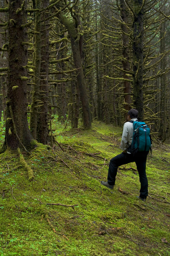 Hiking through the forest on lost Coast backpacking trip, Wrangell - St. Elias National Park, Alaska.