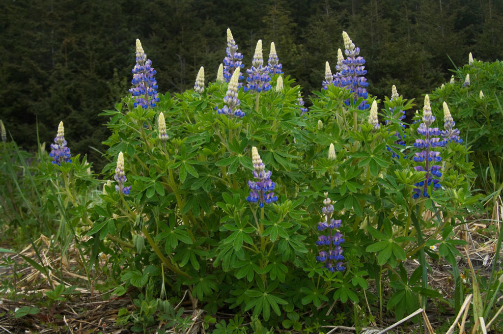 Wild lupine, Alaska hiking trip Lost Coast Wrangell-St. Elias National Park.