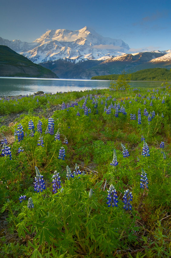 Icy Bay sea kayaking trip Alaska Mt. St. Elias towers over Icy Bay and lupine flowers at sunset, icy Bay Alaska sea kayaking trip, Wrangell-St. Elias National Park.