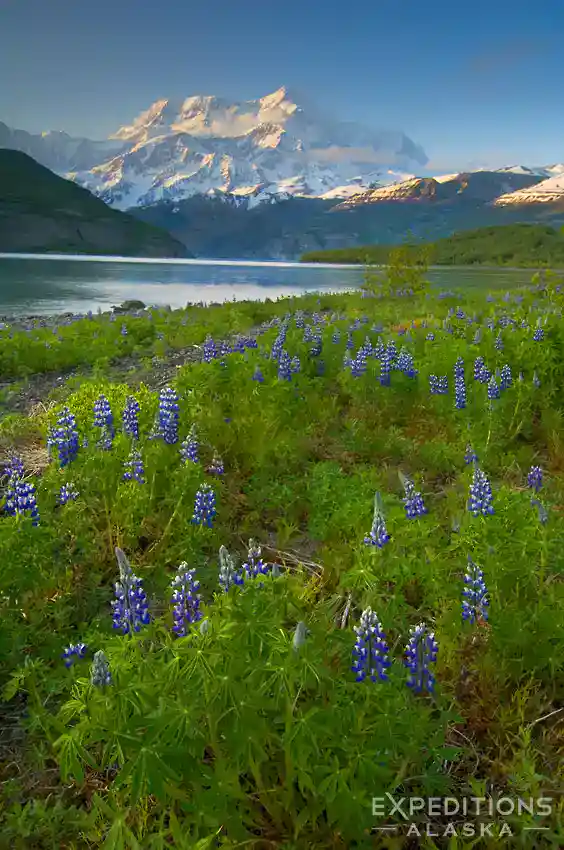 Icy Bay sea kayaking trip Alaska Mt. St. Elias towers over Icy Bay and lupine flowers at sunset, icy Bay Alaska sea kayaking trip, Wrangell-St. Elias National Park.