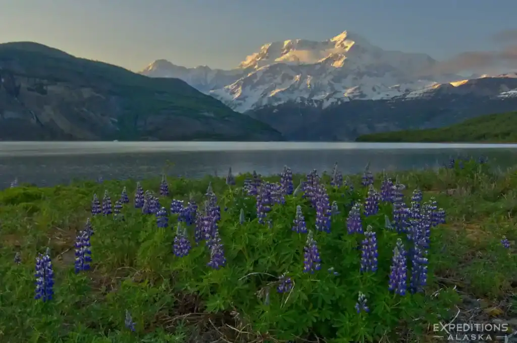 Icy Bay Sea kayaking adventure trip Wild lupine and Mt. St. Elias at sunset, icy Bay sea kayaking trip, Wrangell-St. Elias National Park, Alaska.