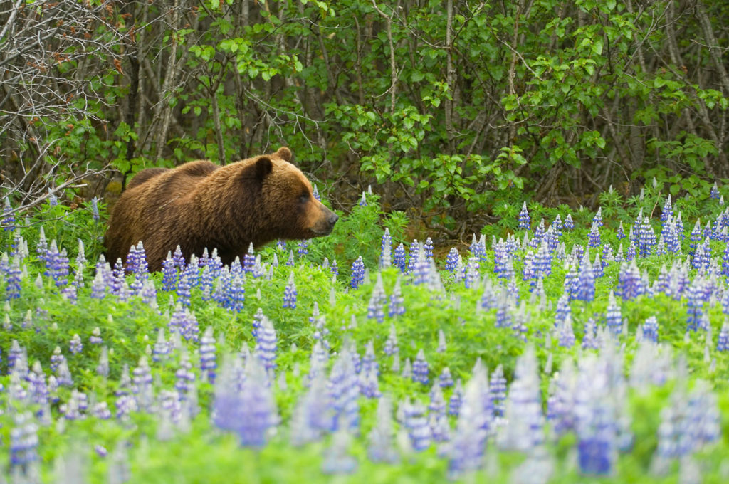 Sea kayaking trip Icy Bay Brown bear in Icy Bay, sea kayaking trip in Wrangell-St. Elias National Park, Alaska.