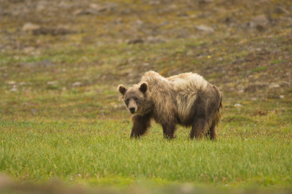 Adult male grizzly bear Chitistone Pass backpacking trip Goat Trail, Wrangell - St. Elias National Park, Alaska.
