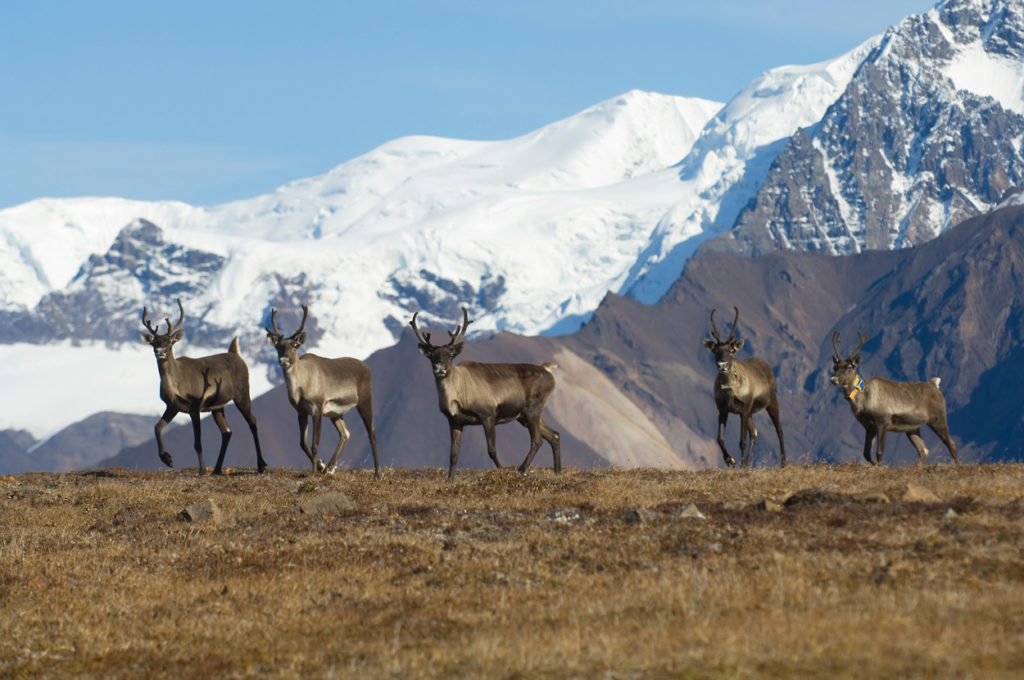 Phototours Alaska landscapes Woodland caribou, endangered species, Photo tours, Wrangell-St. Elias National Park, Alaska.