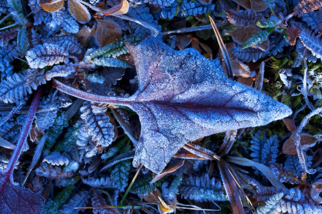 Alaska photo tour landscapes Frost on the ground Chitistone Pass, Alaska Landscapes photo tours, Wrangell-St. Elias National Park, Alaska.