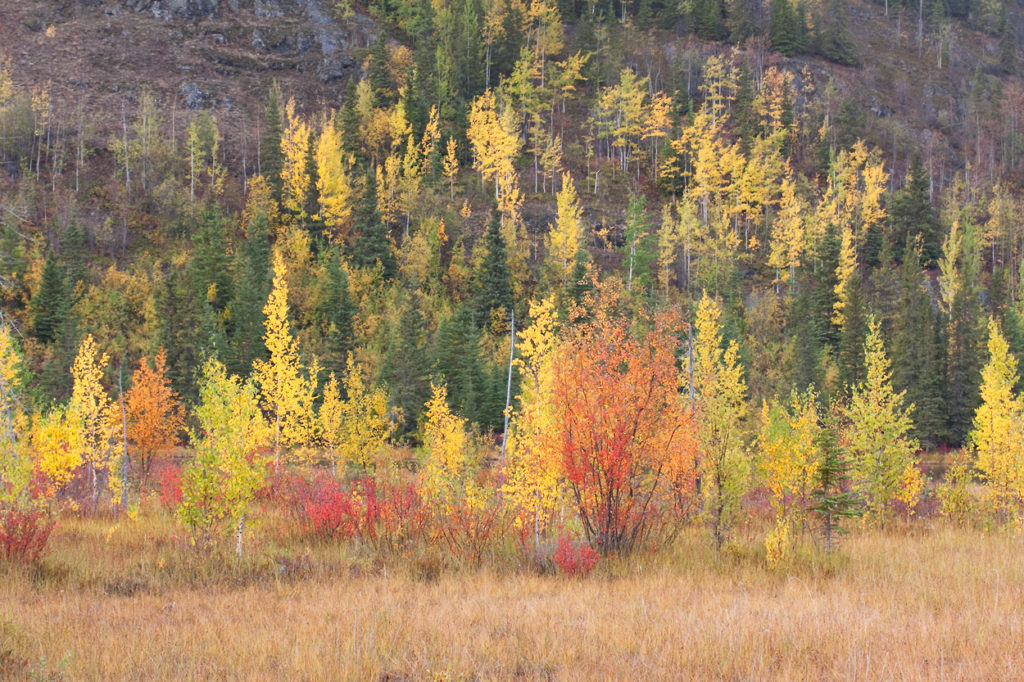 Alaska hiking trips autumn hiking fall colors Wrangell-St. Elias.