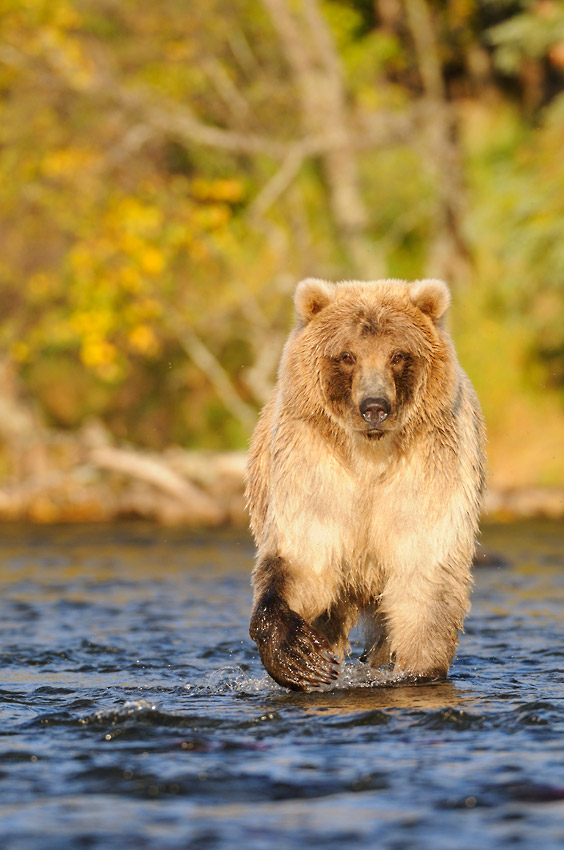 Alaska grizzly bear photo tours adult male fishing Katmai National Park.