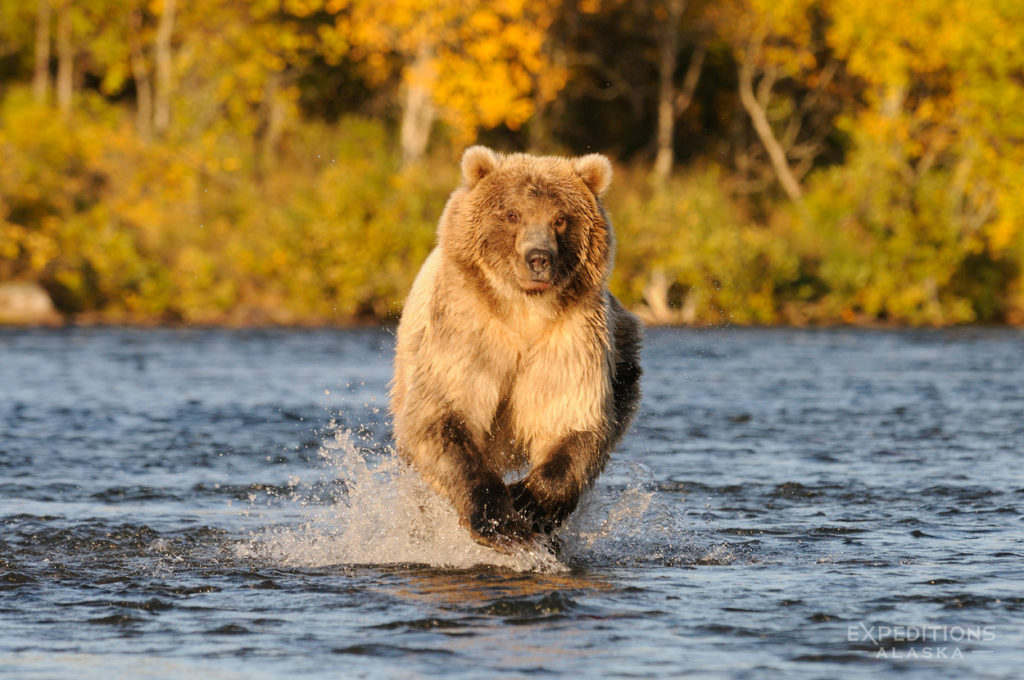 Alaska grizzlies photo tours Katmai National Park bear chasing salmon.