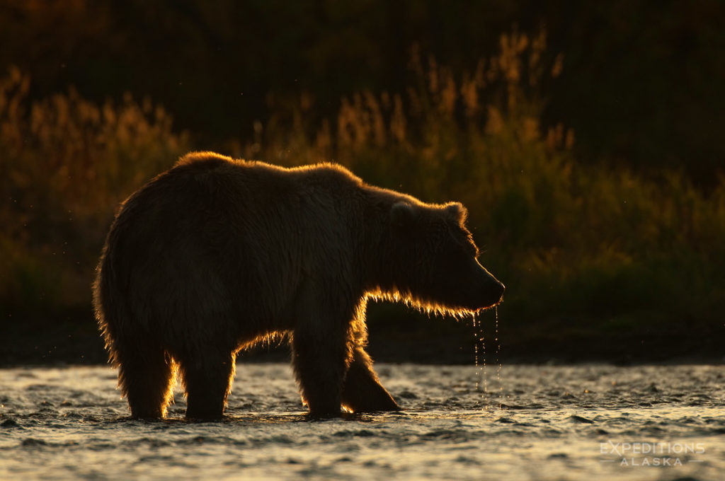 Alaska grizzlies fall photo tours backlit bear.