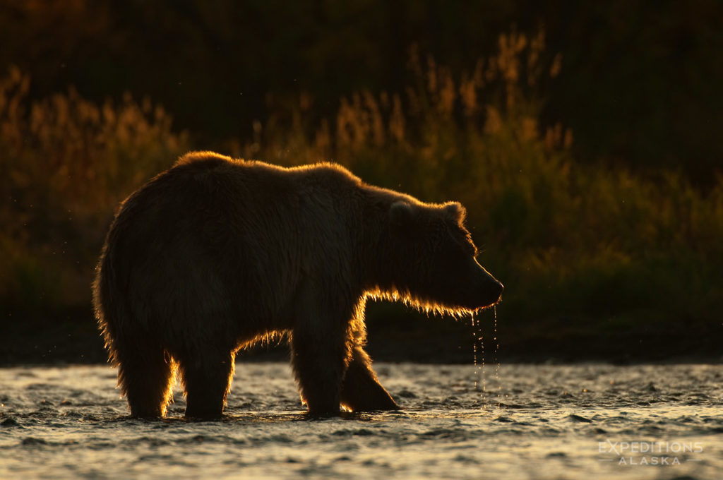 Alaska grizzlies fall photo tours backlit bear.