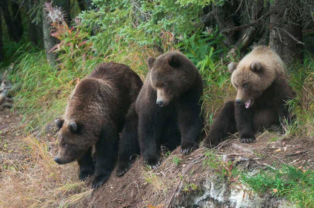 Alaska bears photo tour grizzly bear cubs Katmai national Park Alaska.