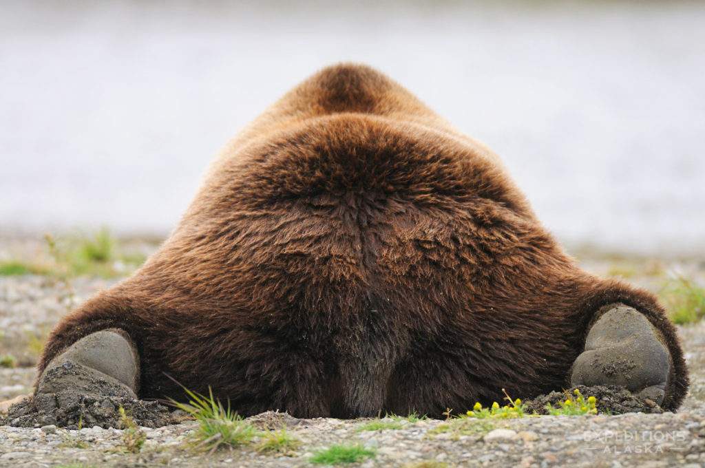 Alaska grizzlies fall photo tours bear from behind Katmai National Park Alaska.