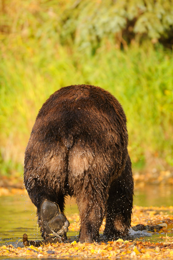 Grizzlies photo tours Alaska male bear Katmai National Park, Alaska.