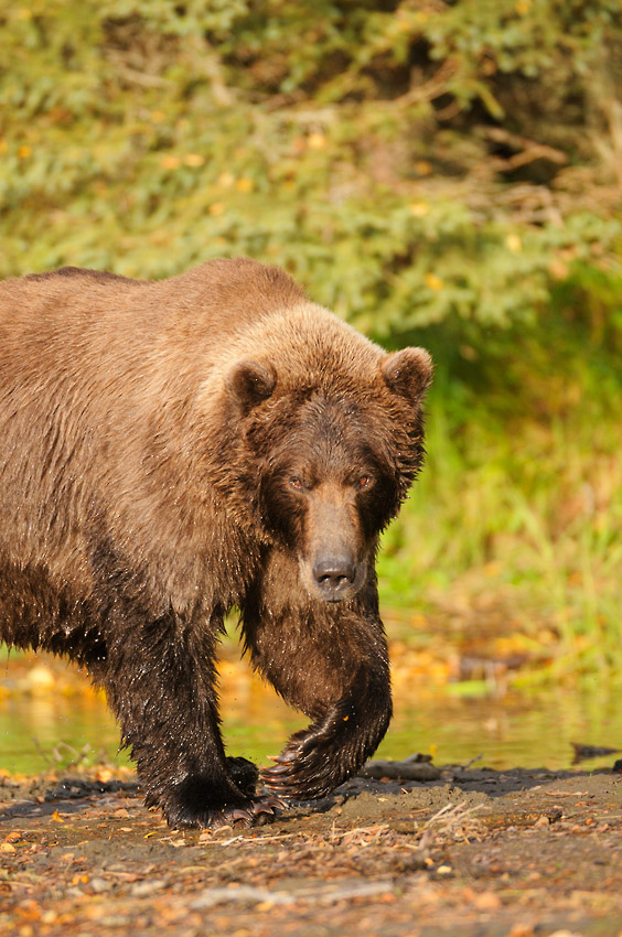 Alaska bears photo tours grizzly bear male Katmai National Park Alaska.