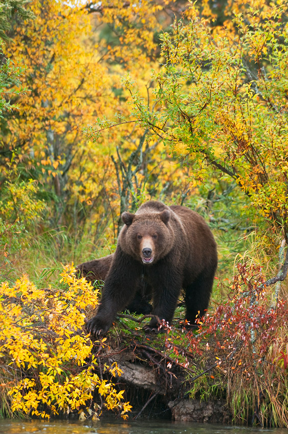 Photo Tours Alaska grizzly bears fall color Katmai National Park, Alaska.