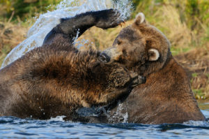 Alaska grizzly bears photo tours 2 young grizzly bears fighting in a salmon stream. (Ursus arctos) Katmai National Park and Preserve, Alaska.