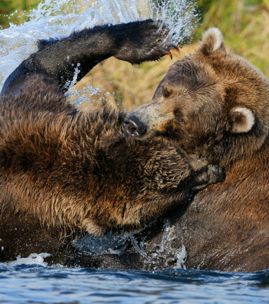 Alaska grizzly bears photo tours 2 young grizzly bears fighting in a salmon stream. (Ursus arctos) Katmai National Park and Preserve, Alaska.