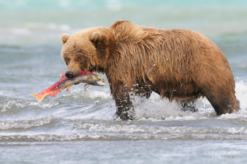 Alaska grizzly bear photo tours grizzly bear with salmon.
