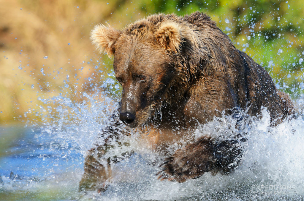 Grizzlies photo tours Alaska bear chasing salmon Katmai National Park, Alaska.